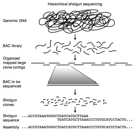 Hierarchical shotgun sequencing