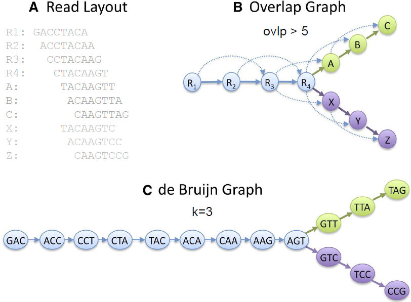 Comparison of OLC and de Bruijn graph paradigms