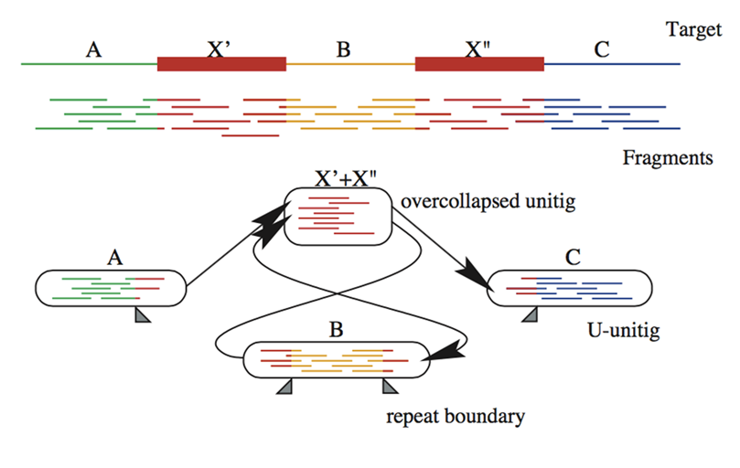 Repeat-induced ambiguities and unitig structure