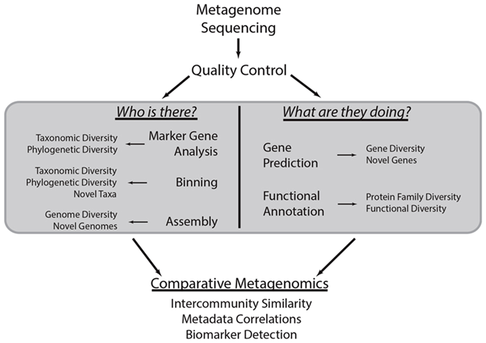 Metagenomic analysis strategies