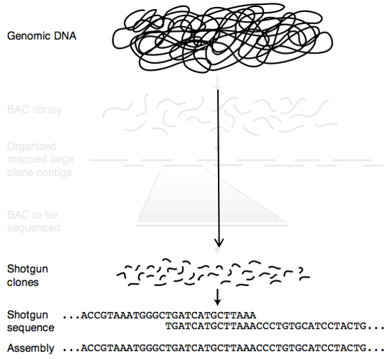 Whole genome shotgun sequencing
